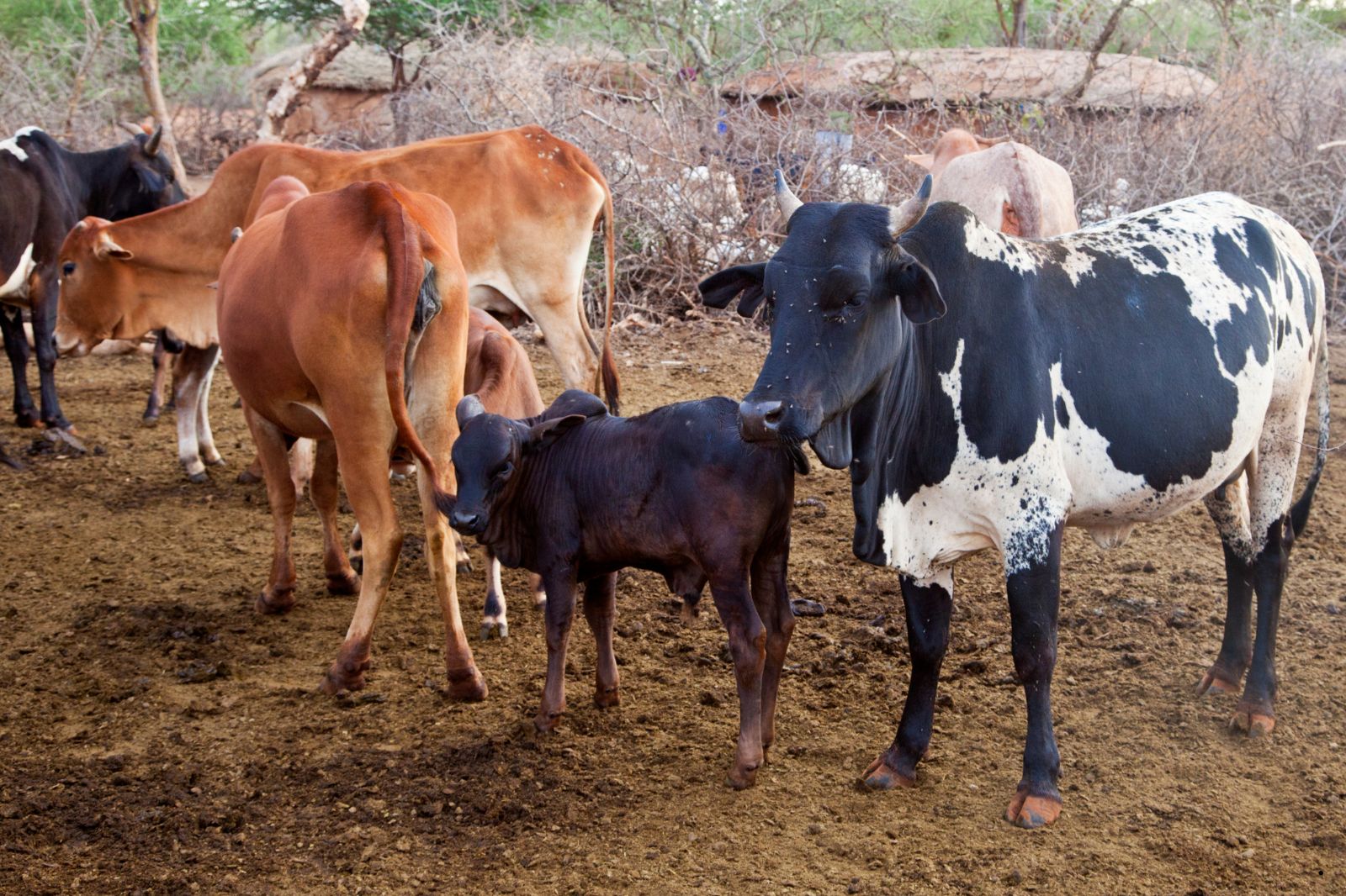 The Iraqw people, also known as the Wambulu people by Swahili speakers, are a group of people that live near Karatu