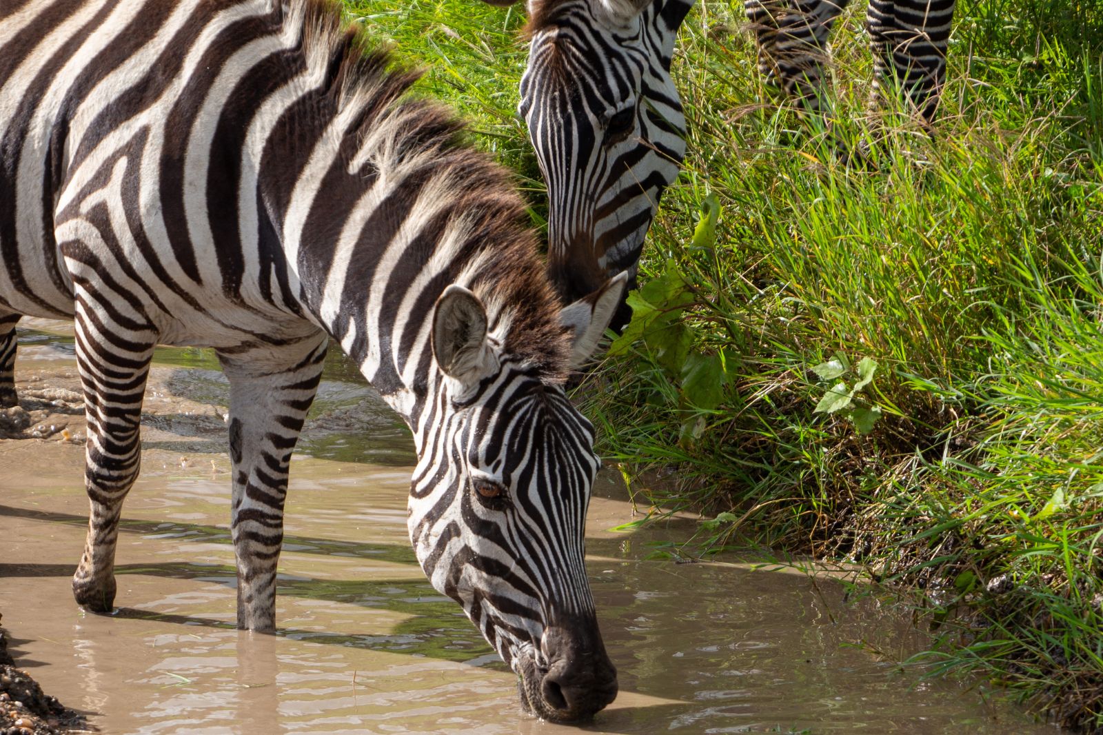 Your First Step Into Tanzania’s Natural Wonders