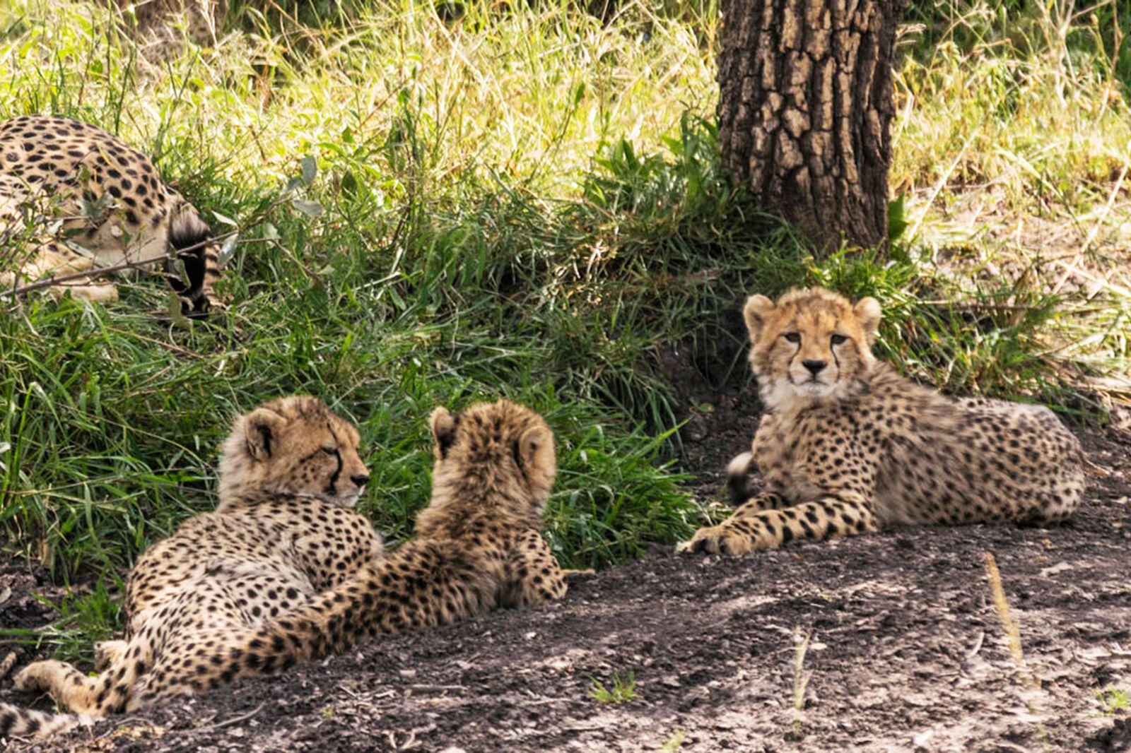 With lions and elephants in a wild landscape of baobab forests, savannah, and acacias, Tarangire National Park
