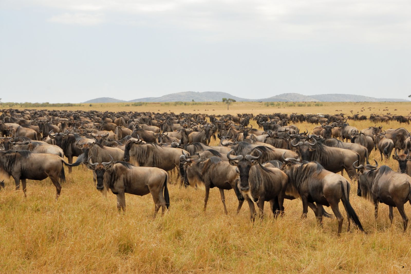 Witness the Great Wildebeest Migration in Tanzania